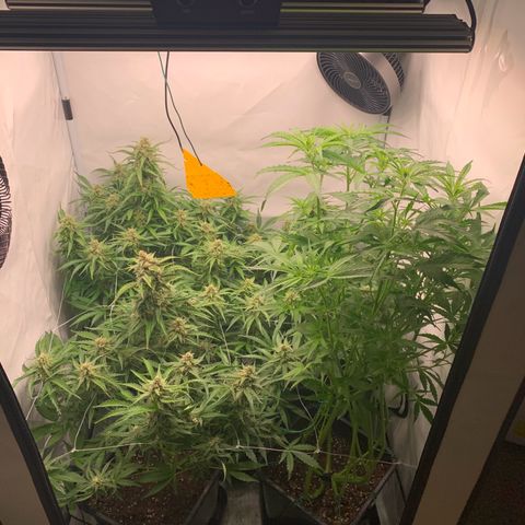 Mimosa Auto growlog timeline photo