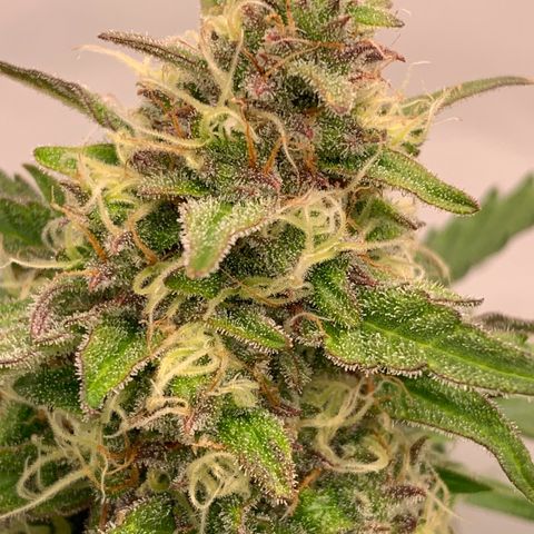Mimosa Auto growlog timeline photo
