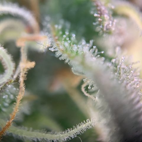 Mimosa Auto growlog timeline photo