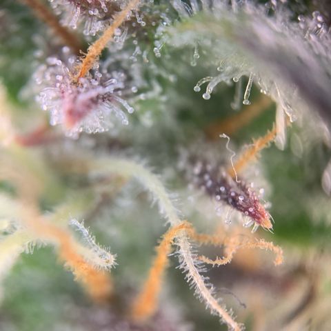 Mimosa Auto growlog timeline photo