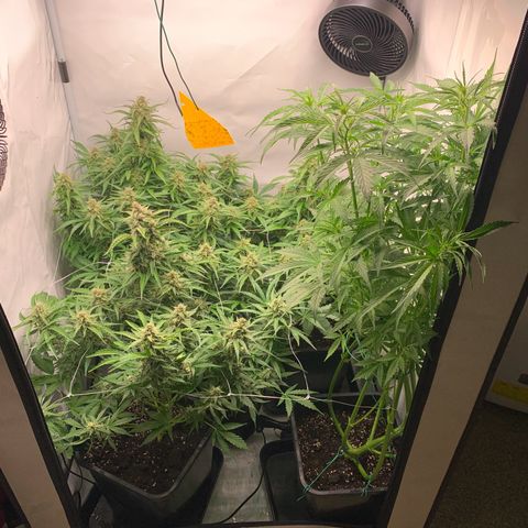 Mimosa Auto growlog timeline photo
