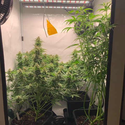 Mimosa Auto growlog timeline photo