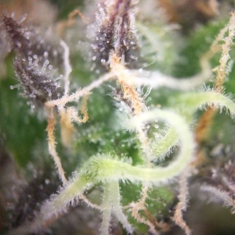 Mimosa Auto growlog timeline photo