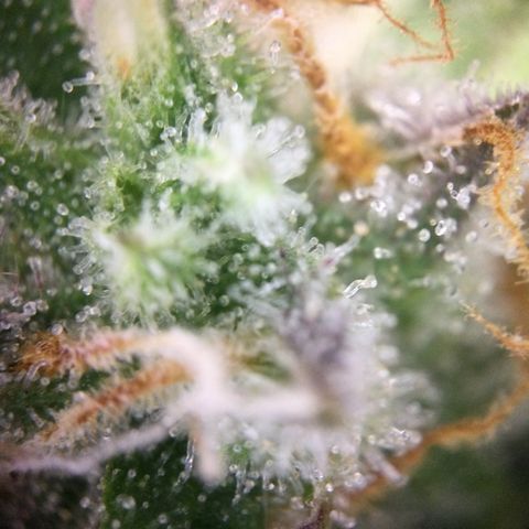 Mimosa Auto growlog timeline photo