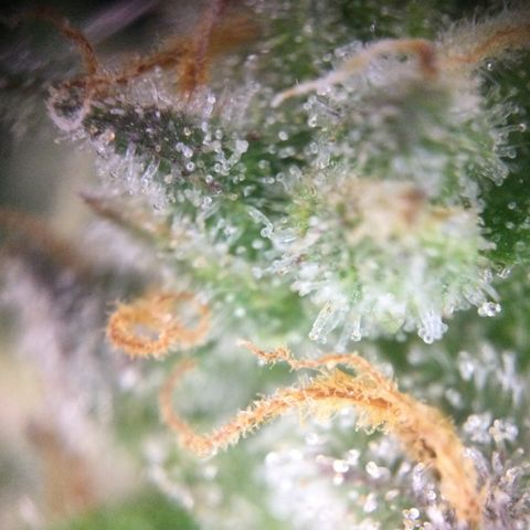 Mimosa Auto growlog timeline photo