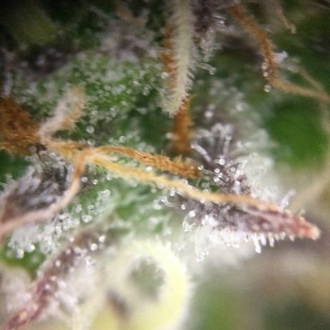 Mimosa Auto growlog timeline photo