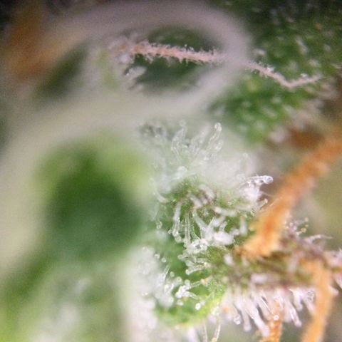 Mimosa Auto growlog timeline photo
