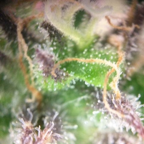 Mimosa Auto growlog timeline photo