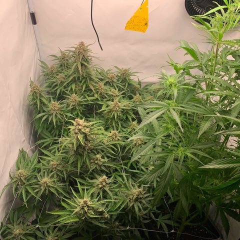 Mimosa Auto growlog timeline photo