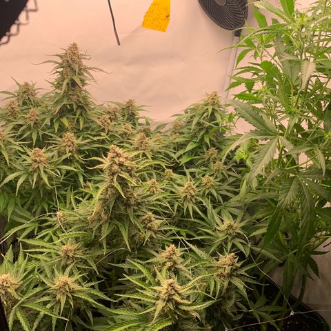 Mimosa Auto growlog timeline photo