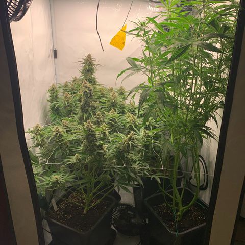 Mimosa Auto growlog timeline photo
