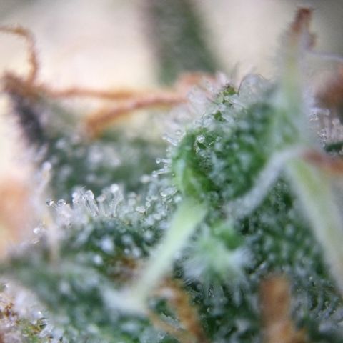Mimosa Auto growlog timeline photo