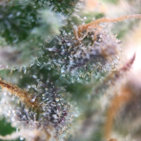 Mimosa Auto growlog timeline photo