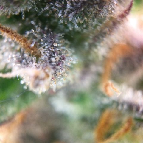 Mimosa Auto growlog timeline photo