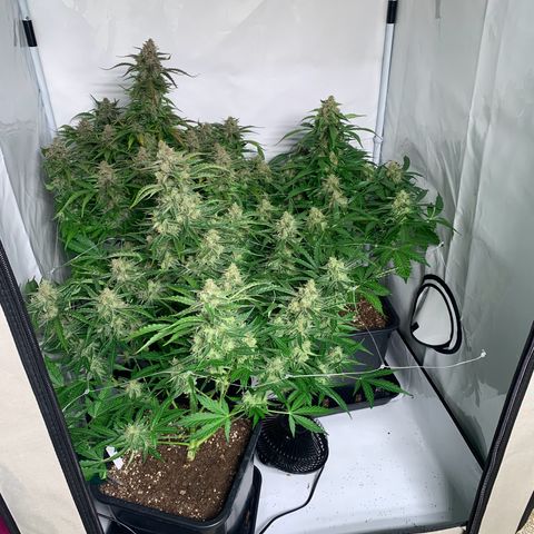 Mimosa Auto growlog timeline photo