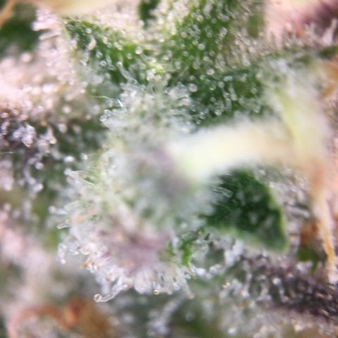 Mimosa Auto growlog timeline photo