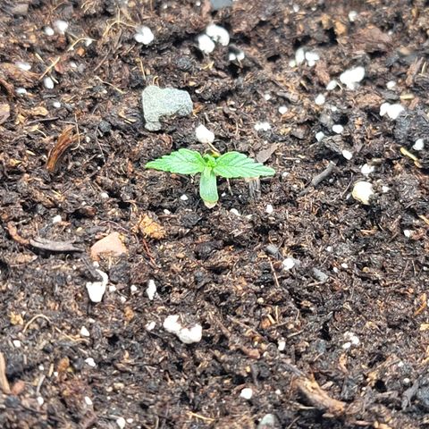 Strawberry Cheesecake Auto growlog photo: Speed of growth has picked up quite a bit since downloading photone and getting the light properly adjusted. Second set of leaves now coming in!