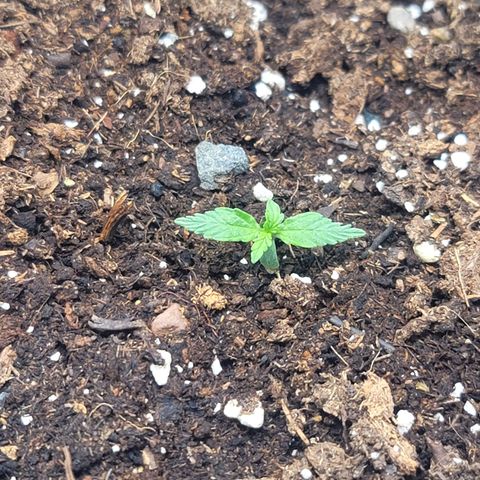 Strawberry Cheesecake Auto growlog photo: Appears to now ne fully recovered from my previous mistakes and growth is picking up quickly :)