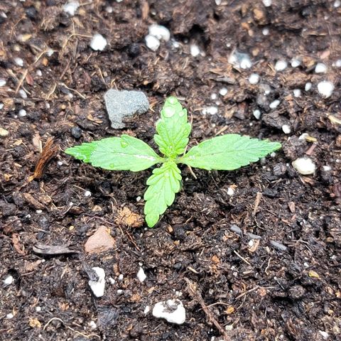 Strawberry Cheesecake Auto growlog timeline photo