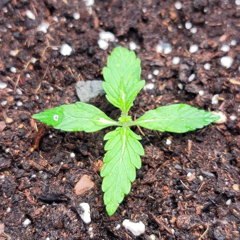 Strawberry Cheesecake Auto growlog photo: Next set of leaves now showing!