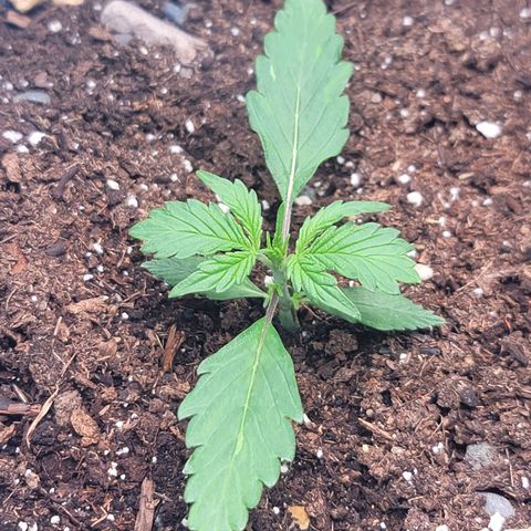 Strawberry Cheesecake Auto growlog photo: First set of true leaves! 
