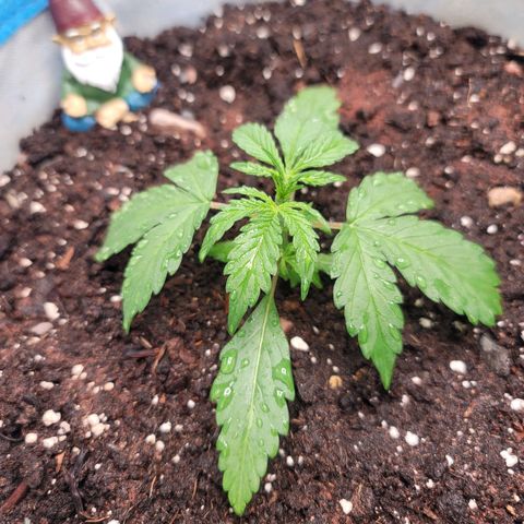 Strawberry Cheesecake Auto growlog photo: Made it to vegetative stage!