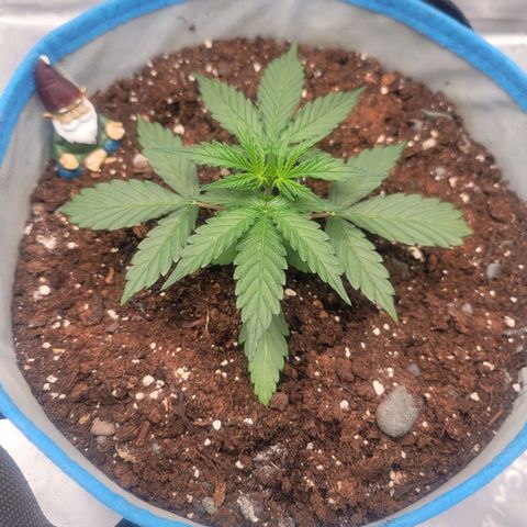 Strawberry Cheesecake Auto growlog photo: Growing fast and in full vegetative!