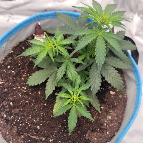 Strawberry Cheesecake Auto growlog photo: This is her today!