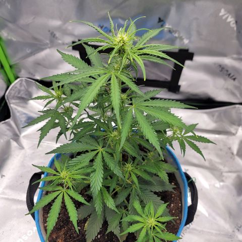 Strawberry Cheesecake Auto growlog photo: Before and after LST