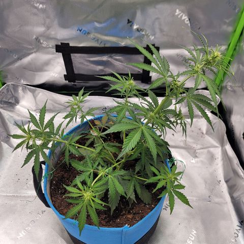 Strawberry Cheesecake Auto growlog photo: Before and after LST