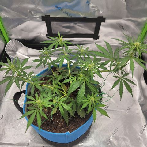 Strawberry Cheesecake Auto growlog photo: A little additional LST