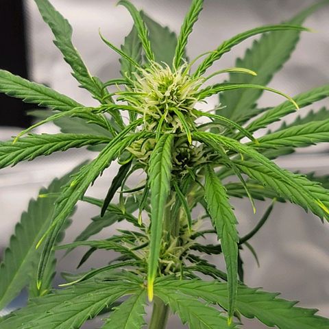 Strawberry Cheesecake Auto growlog photo: A little additional LST