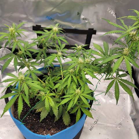 Strawberry Cheesecake Auto growlog timeline photo