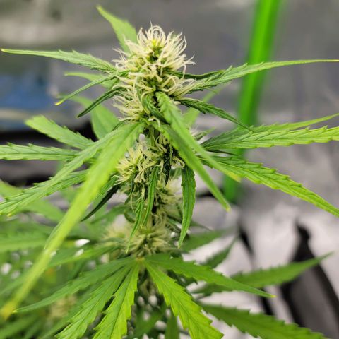 Strawberry Cheesecake Auto growlog photo: She started having a calmag deficiency and this is after her first feeding of nutrients to correct