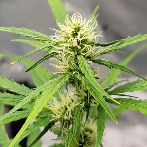 Strawberry Cheesecake Auto growlog photo: She started having a calmag deficiency and this is after her first feeding of nutrients to correct