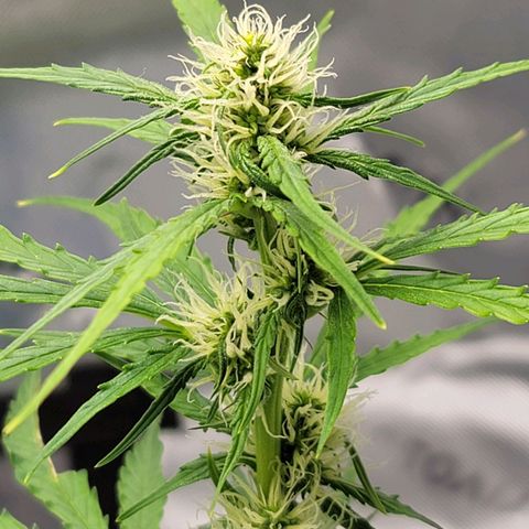 Strawberry Cheesecake Auto growlog photo: She started having a calmag deficiency and this is after her first feeding of nutrients to correct