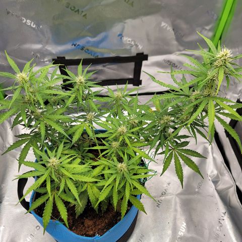 Strawberry Cheesecake Auto growlog photo: She started having a calmag deficiency and this is after her first feeding of nutrients to correct