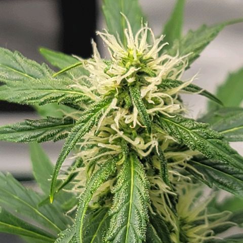 Strawberry Cheesecake Auto growlog photo: Looking much healthier and trichomes are coming in!