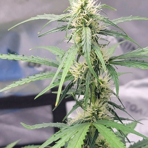 Strawberry Cheesecake Auto growlog photo: Looking much healthier and trichomes are coming in!