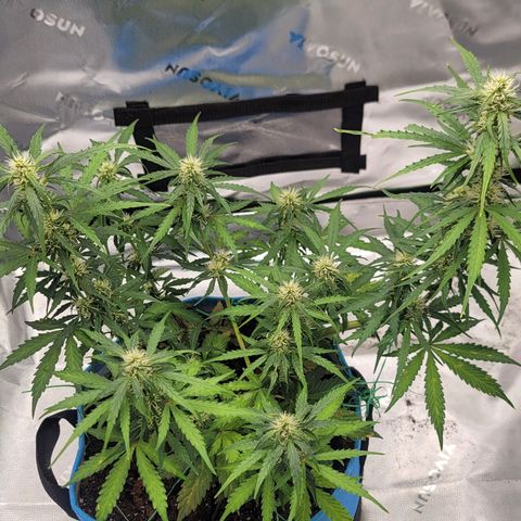Strawberry Cheesecake Auto growlog photo: Looking much healthier and trichomes are coming in!