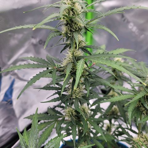 Strawberry Cheesecake Auto growlog timeline photo