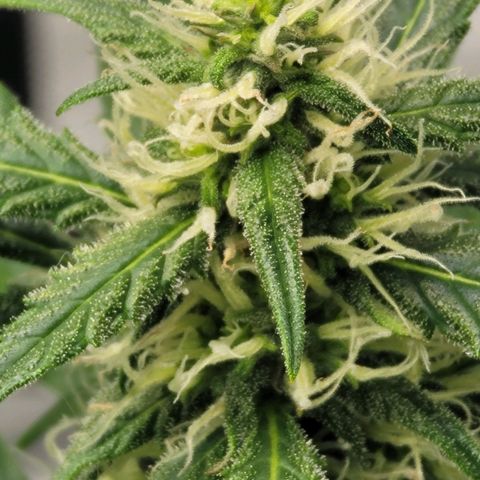 Strawberry Cheesecake Auto growlog timeline photo