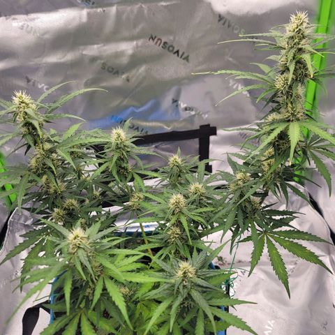 Strawberry Cheesecake Auto growlog timeline photo