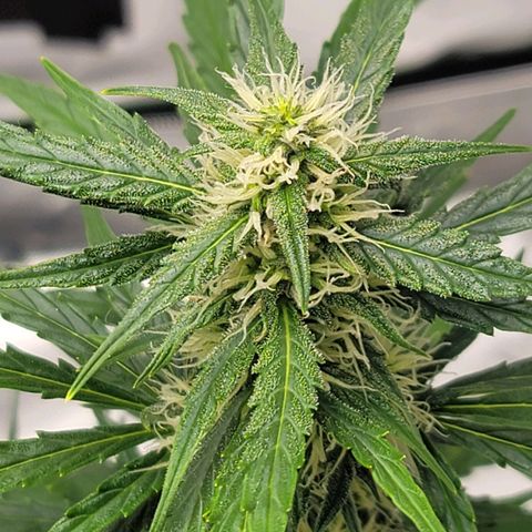 Strawberry Cheesecake Auto growlog timeline photo