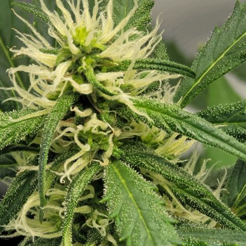 Strawberry Cheesecake Auto growlog timeline photo