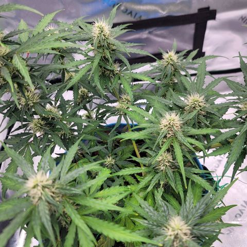 Strawberry Cheesecake Auto growlog timeline photo