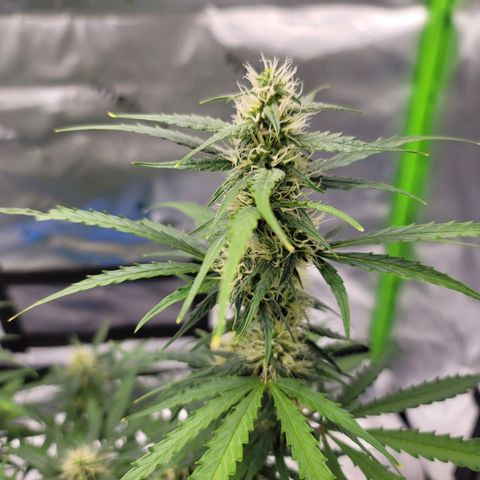 Strawberry Cheesecake Auto growlog timeline photo