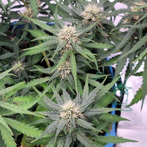 Strawberry Cheesecake Auto growlog timeline photo