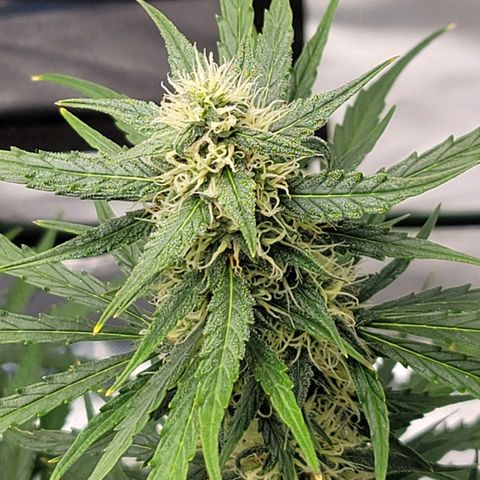 Strawberry Cheesecake Auto growlog timeline photo