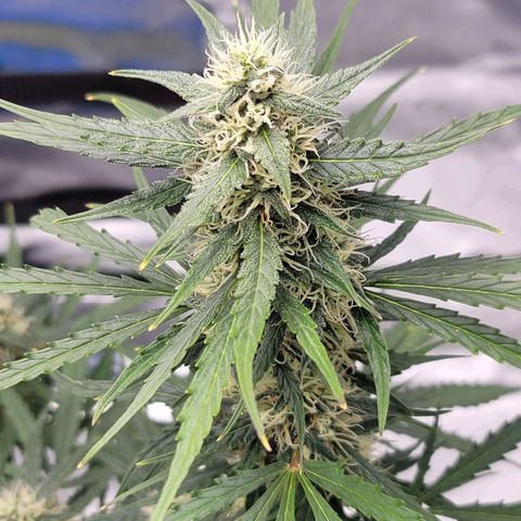 Strawberry Cheesecake Auto growlog timeline photo